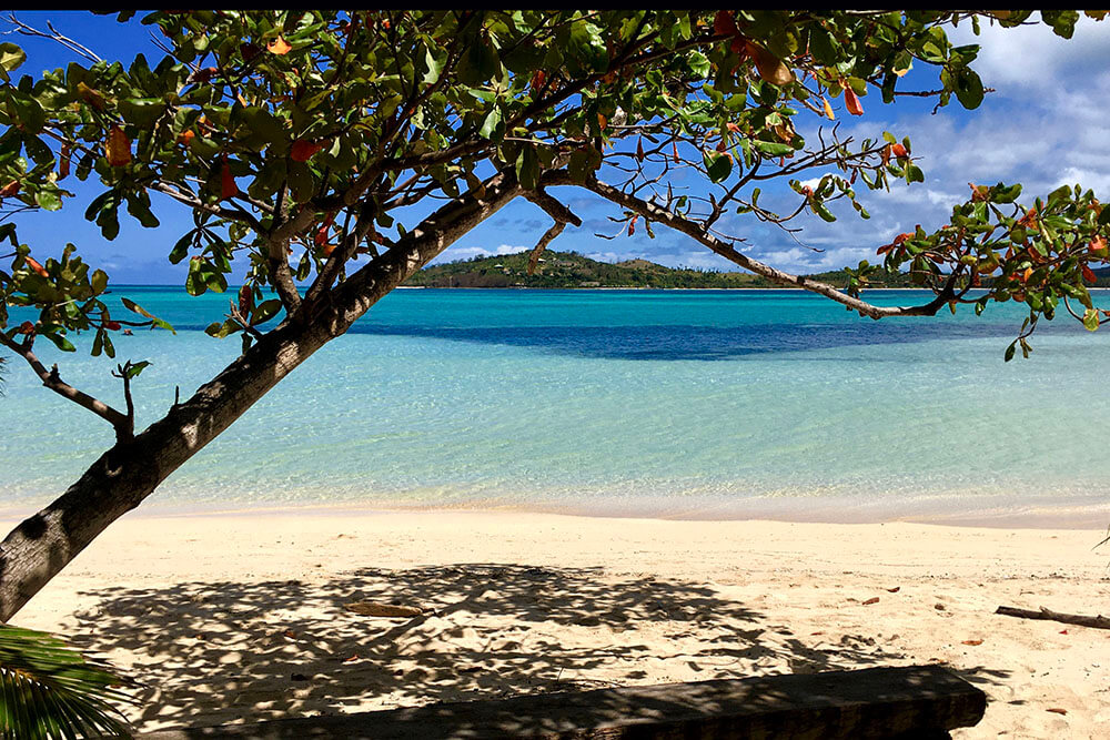 coconut-beach-resort-beach-trees-on-beach