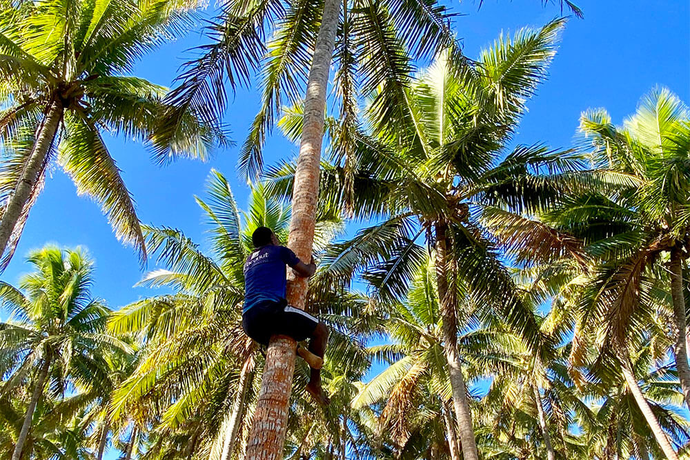 coconut-demo-coconut-beach-resorts