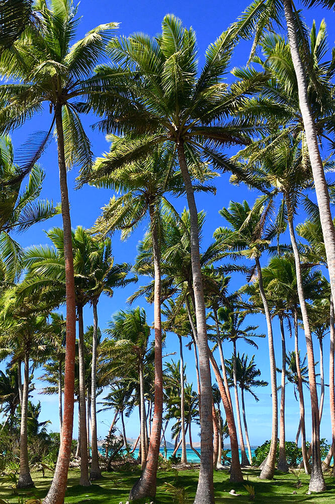 coconut-beach-resort-grounds--to-beach-03